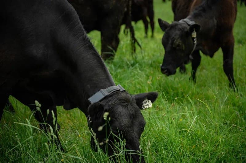 AI Is Now Being Deployed on Cows—and the Startup Is Already Worth $2 Billion